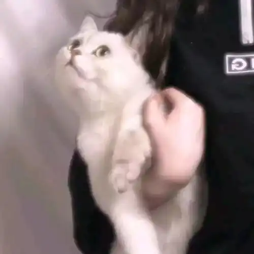  情侣头像l你不能一直做一些蠢事然后自己后悔就好像后悔有用一样