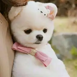  猫与狗哪个会是你的小伙伴