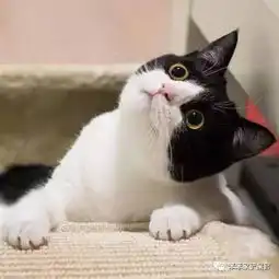  谁说中华田园猫就不是好猫了